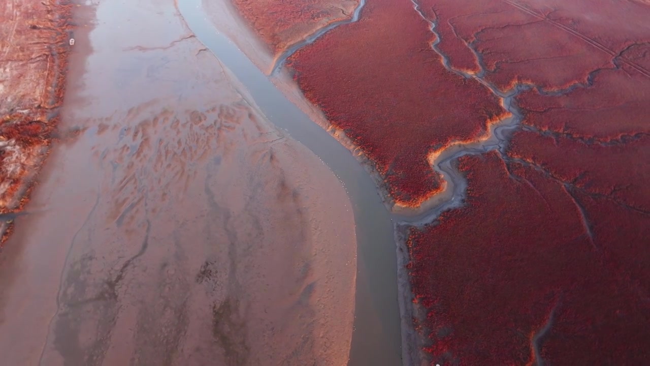 航拍青岛胶州的红海滩湿地视频素材