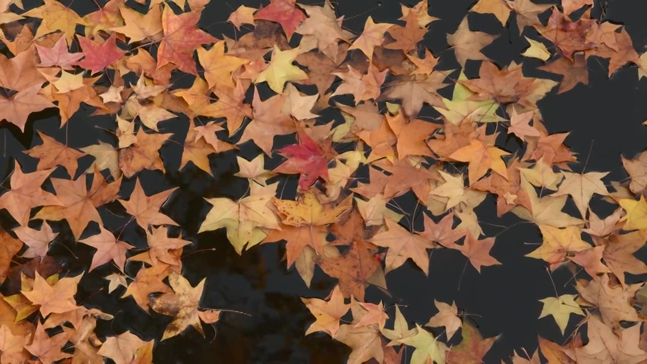 水中的枫叶和红鲤鱼相映成趣视频素材