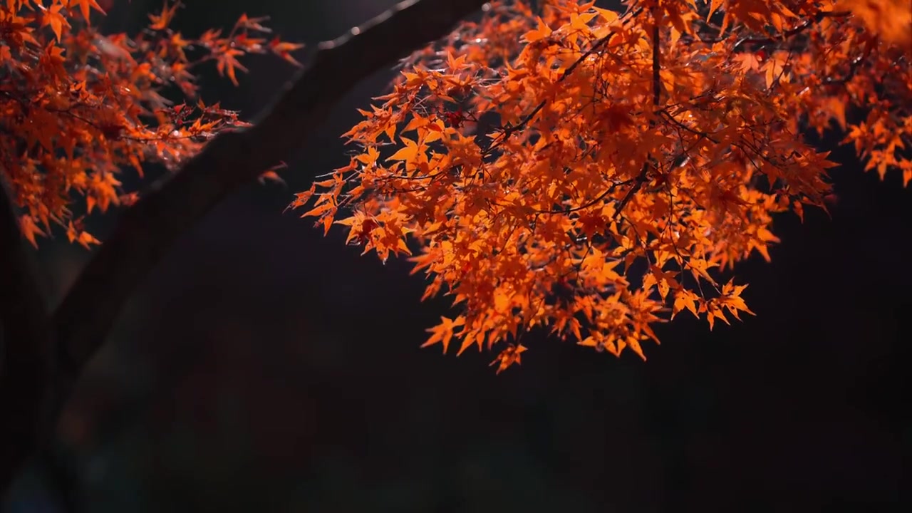 隋唐洛阳城枫叶视频下载