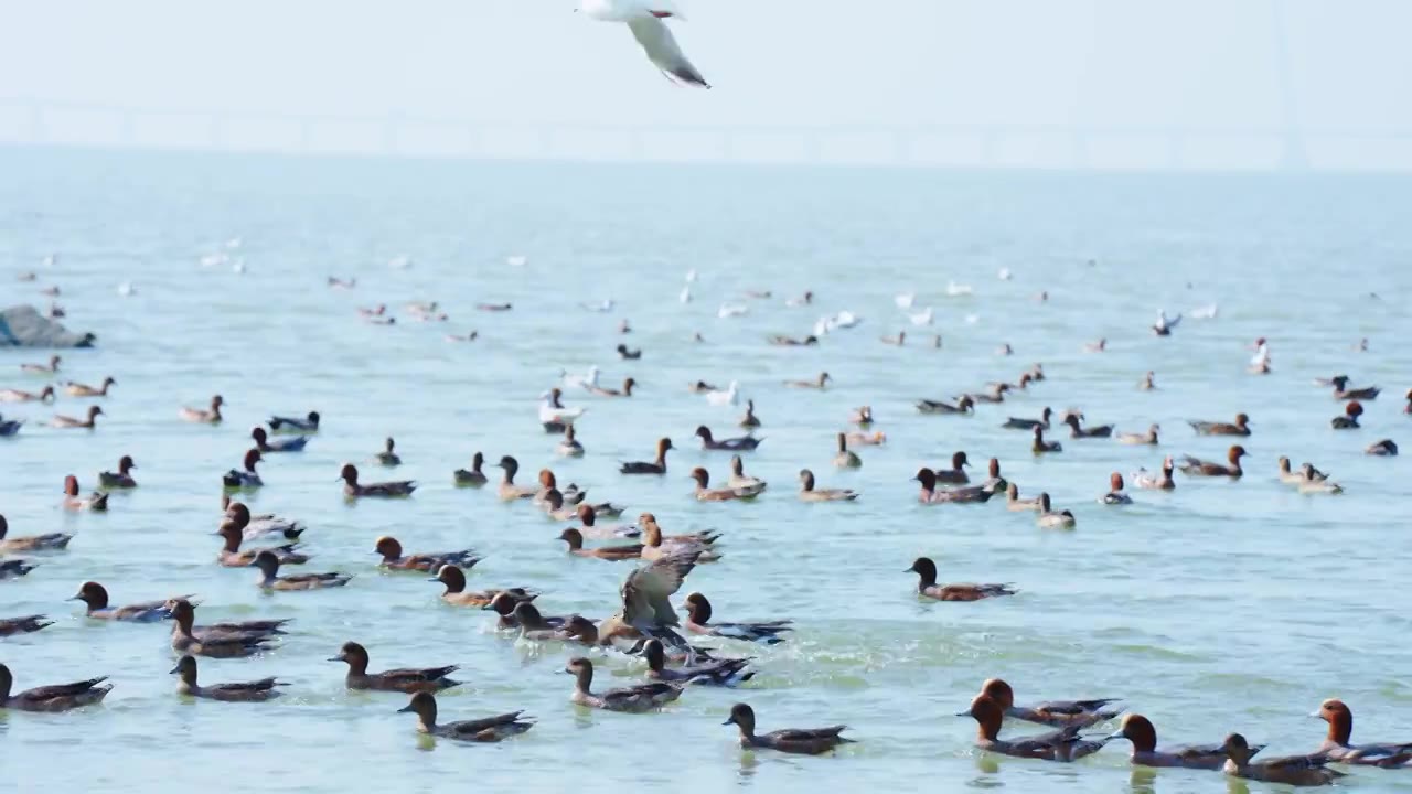 深圳湾公园的赤颈鸭在水里游泳视频素材