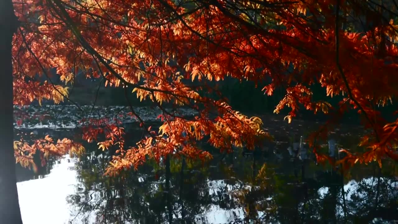 江苏南京燕雀湖秋色视频素材