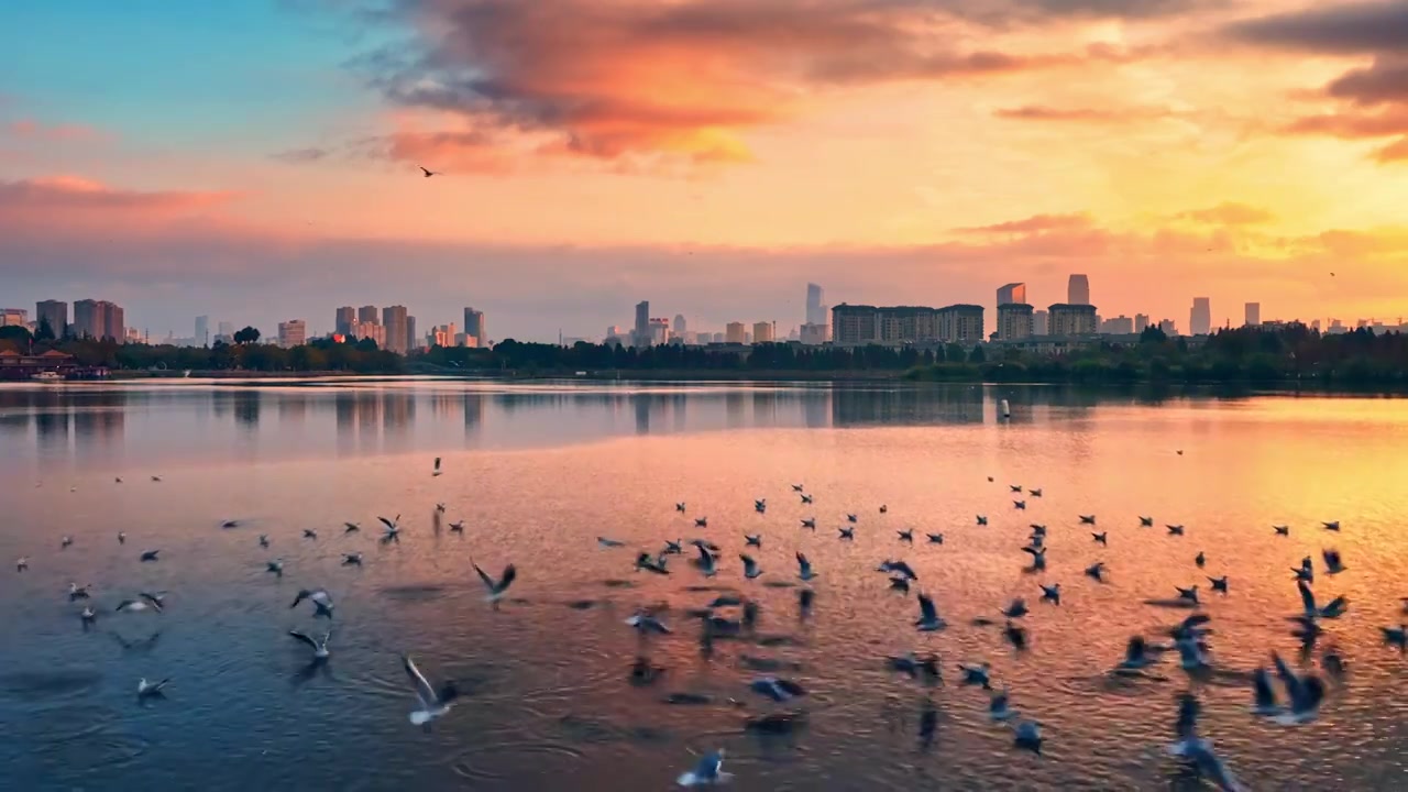 昆明城市日出时草海湿地湖面上的海鸥视频购买