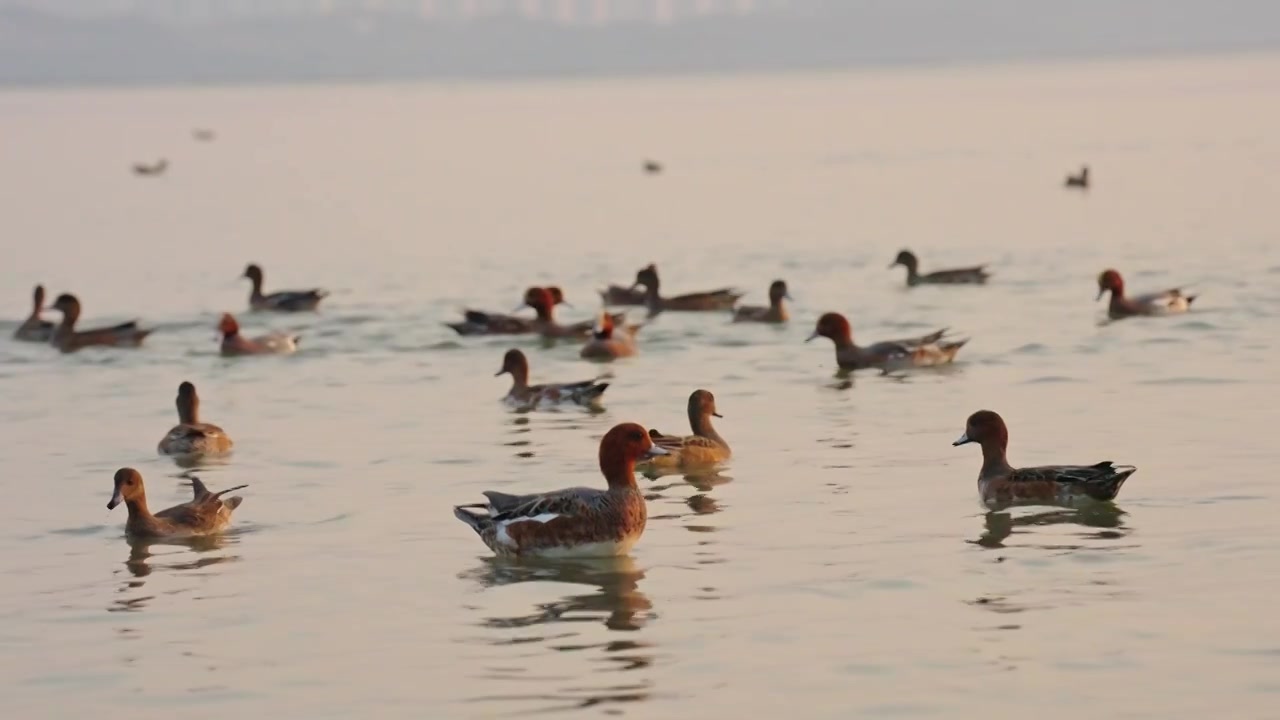 深圳湾公园的赤颈鸭在水里游泳视频素材