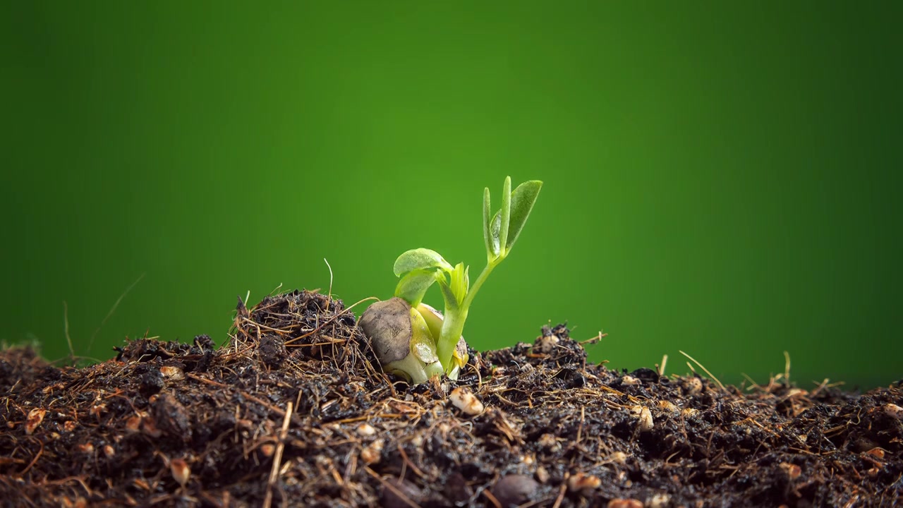 种子发芽植物生长延时视频素材