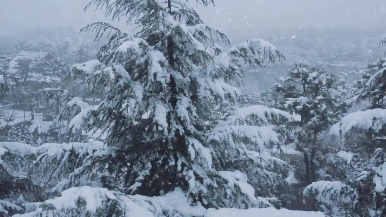 下雪雪景立冬小雪大雪冬至雪花飘落下雪素材视频素材