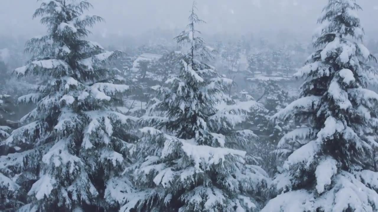 下雪雪景立冬小雪大雪冬至雪花飘落下雪素材视频素材