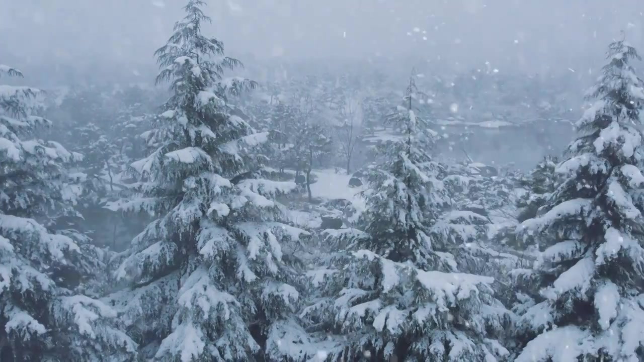 下雪雪景立冬小雪大雪冬至雪花飘落下雪素材视频素材