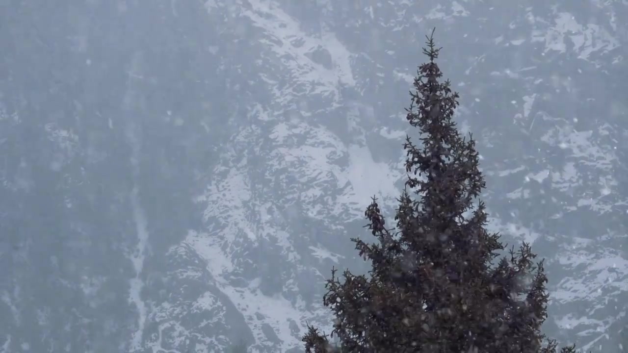 下雪雪景立冬小雪大雪冬至雪花飘落下雪素材视频素材