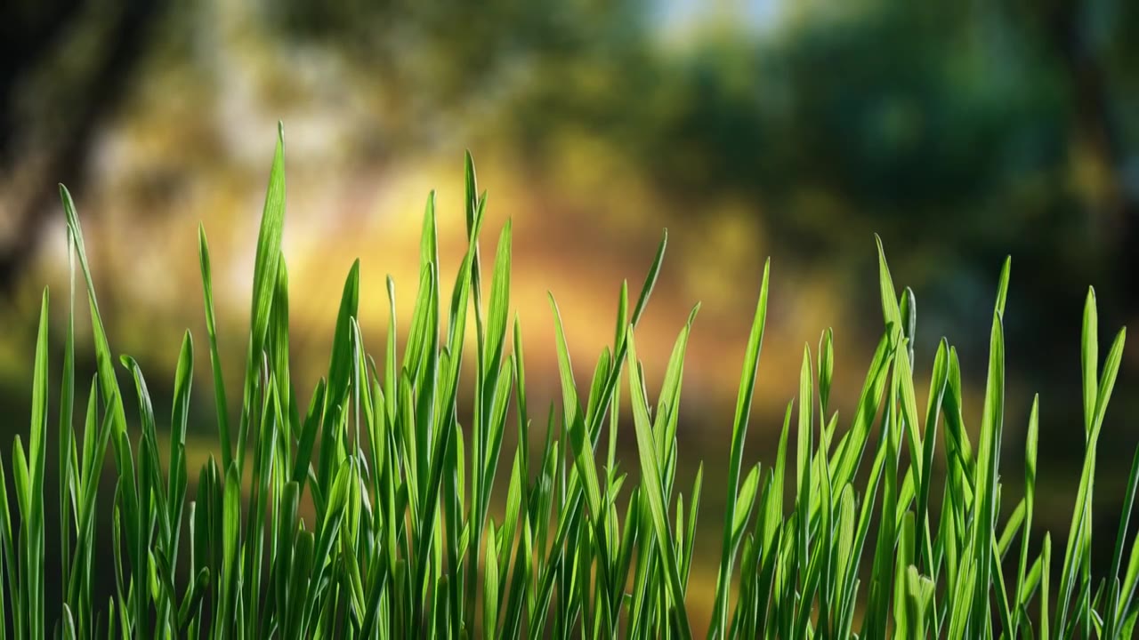 种子发芽植物生长延时视频素材