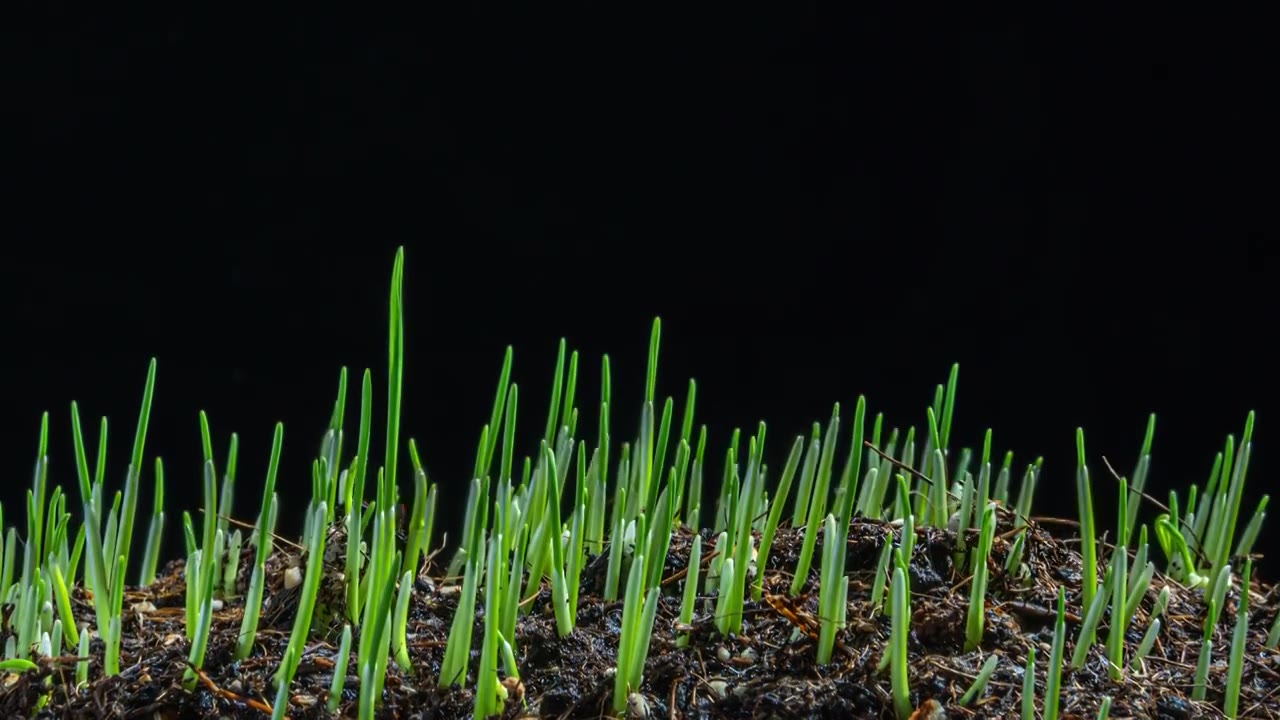 种子发芽植物生长延时视频素材