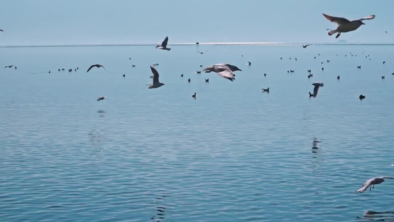 云南大理洱海海鸥视频素材