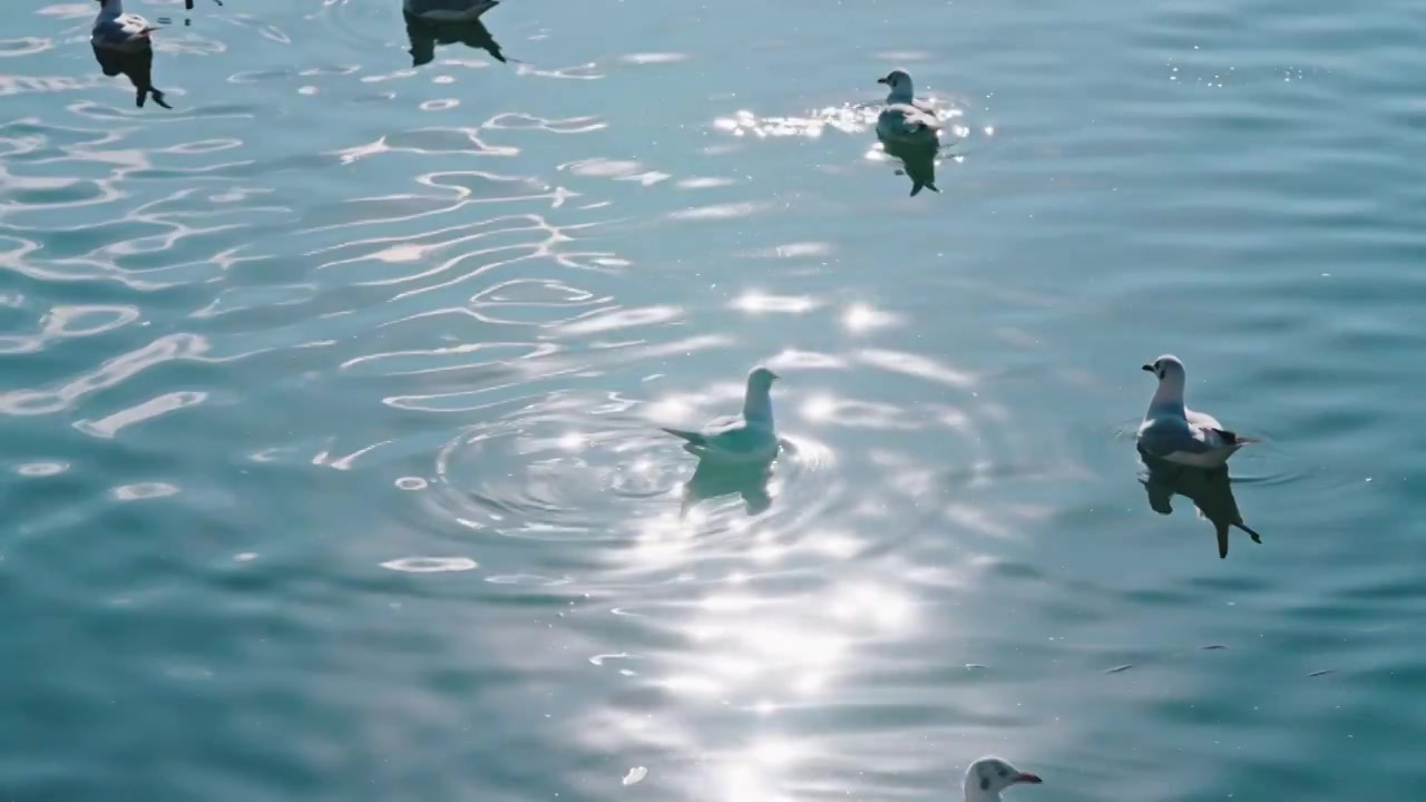 云南大理洱海海鸥视频素材