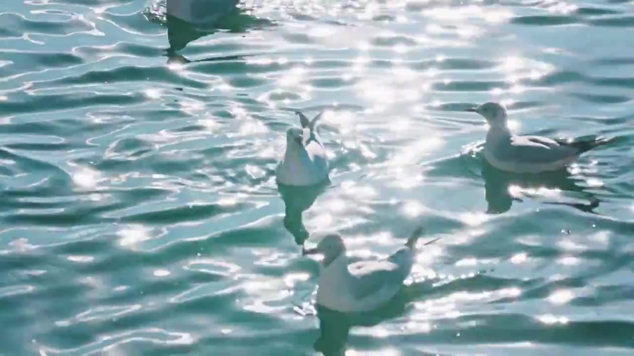 云南大理洱海海鸥视频素材