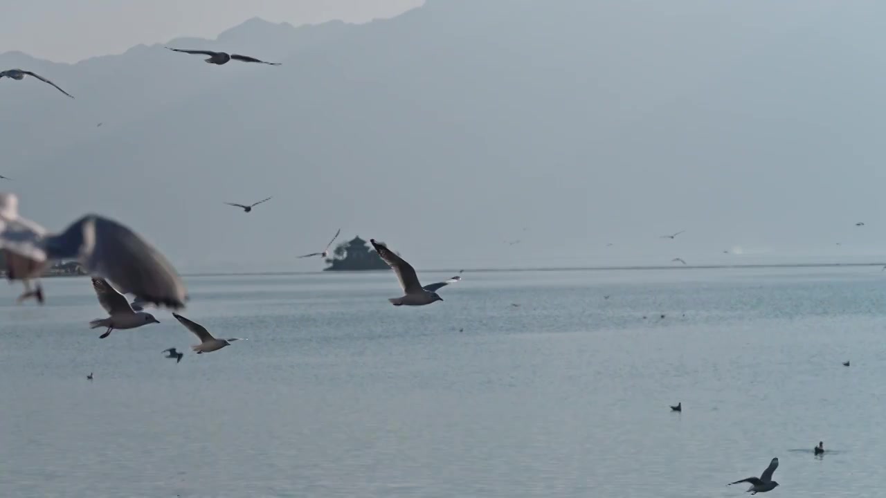 云南大理洱海海鸥视频素材