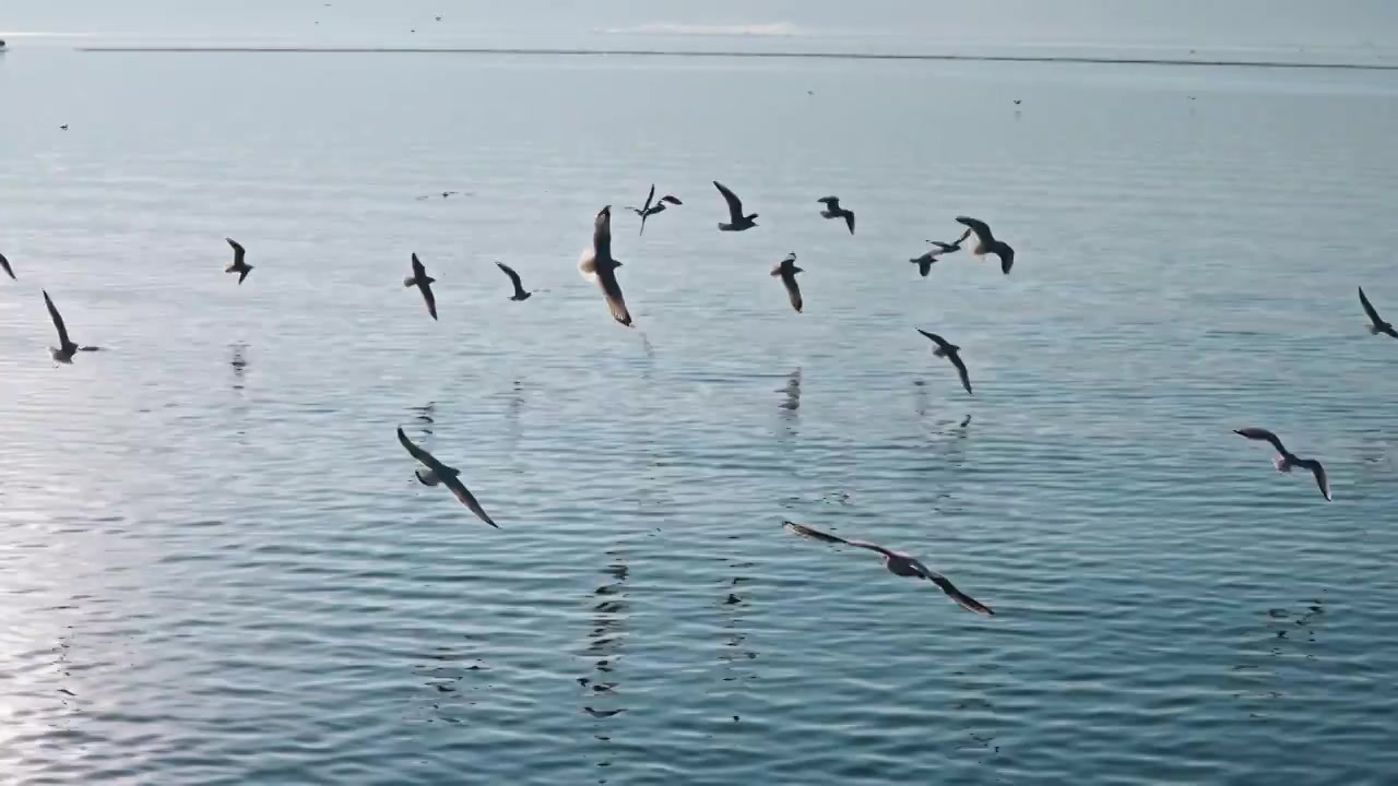 云南大理洱海海鸥视频素材