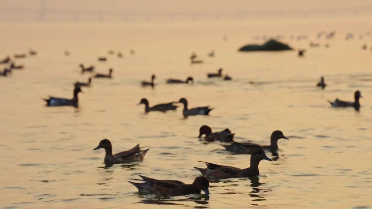 深圳湾公园的赤颈鸭在水里游泳视频素材