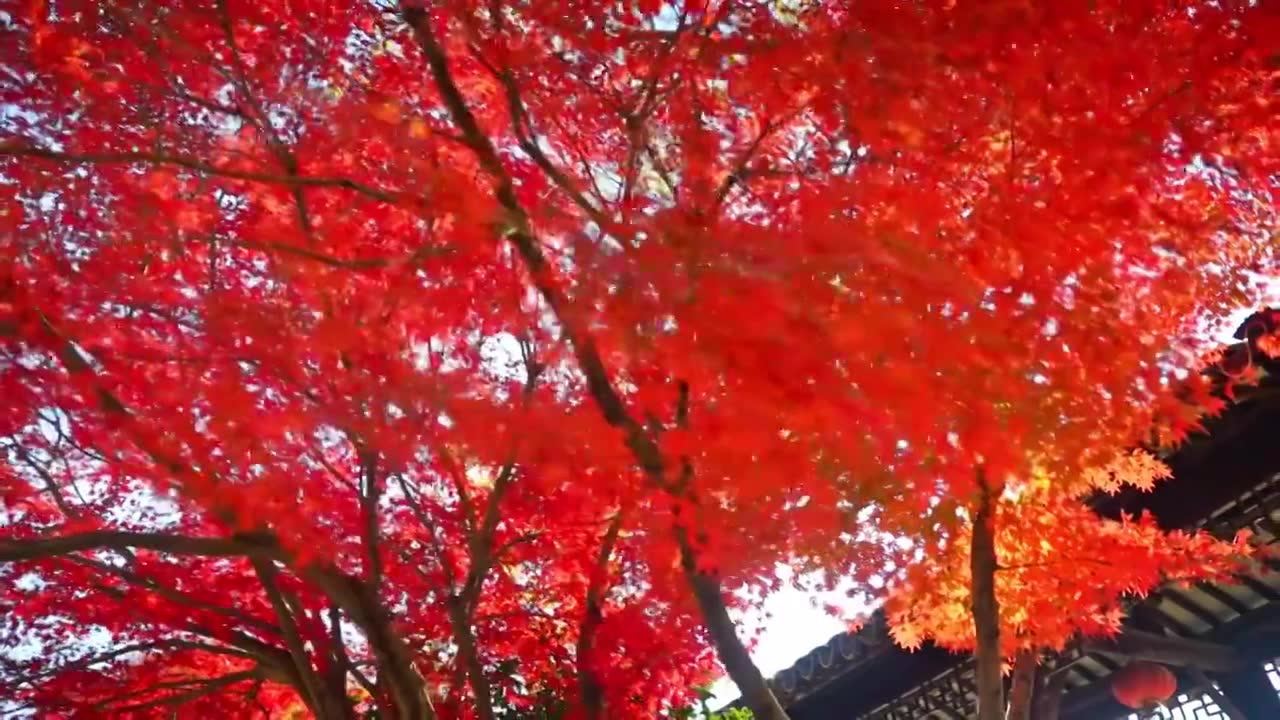 苏州秋天枫树林红色枫叶森林树林视频素材