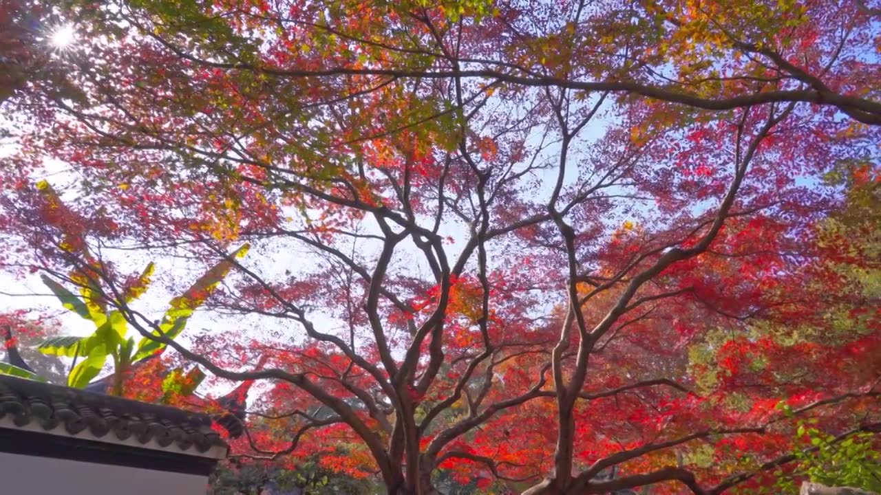 浙江杭州西湖郭庄传统江南古典园林秋天风景视频素材