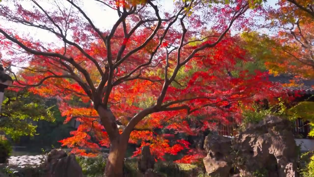 浙江杭州西湖郭庄传统江南古典园林秋天风景视频素材