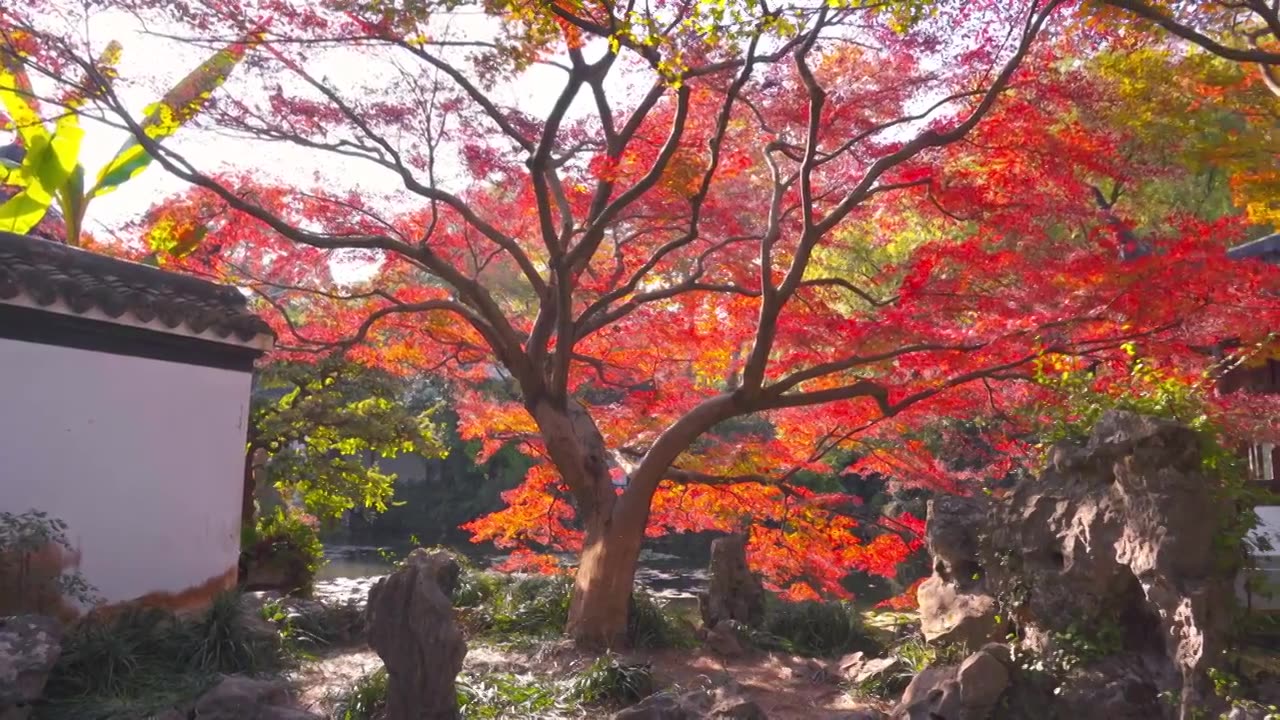 浙江杭州西湖郭庄传统江南古典园林秋天风景视频素材