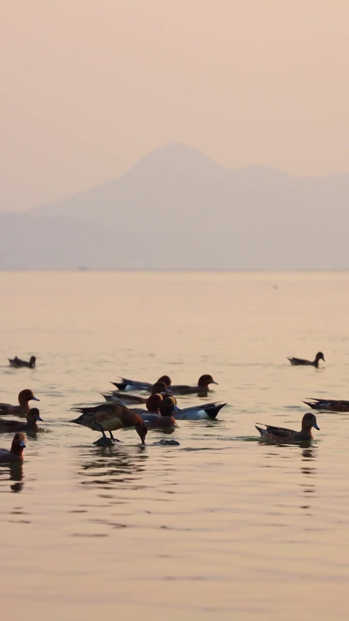 深圳湾公园的赤颈鸭在水里游泳视频素材