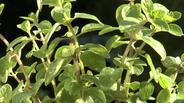 牛至植物浇水视频素材