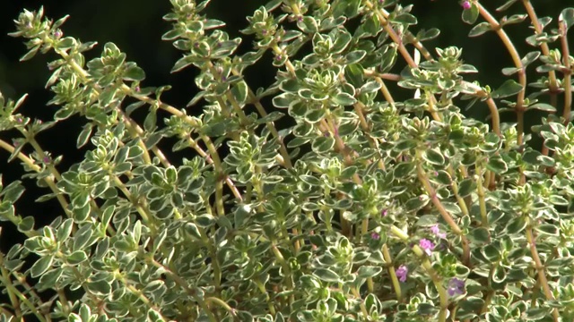 百里香的植物浇水视频素材