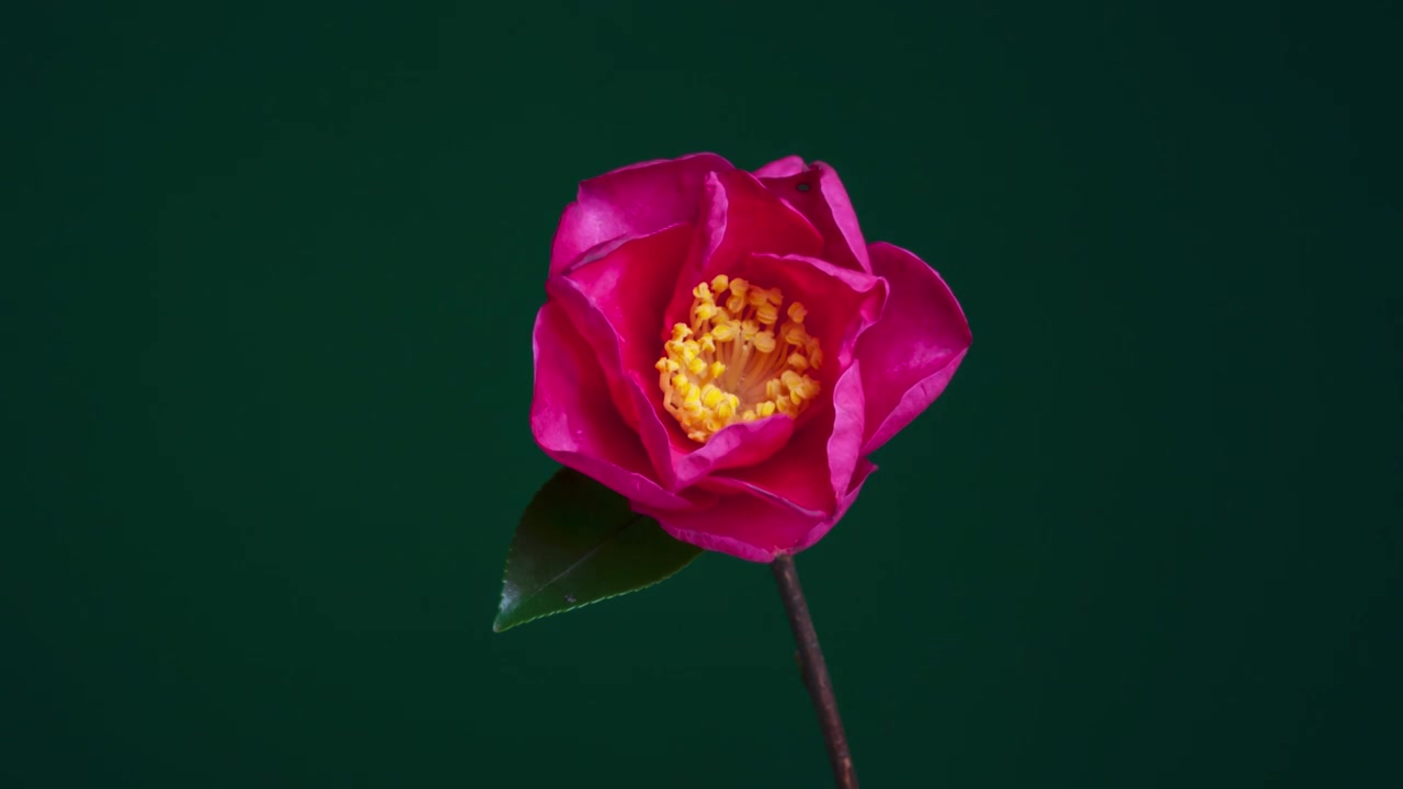 山茶花雄蕊盛开过程延时摄影视频素材