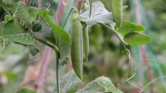 豌豆植物视频下载