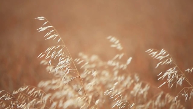 田里的燕麦穗视频素材