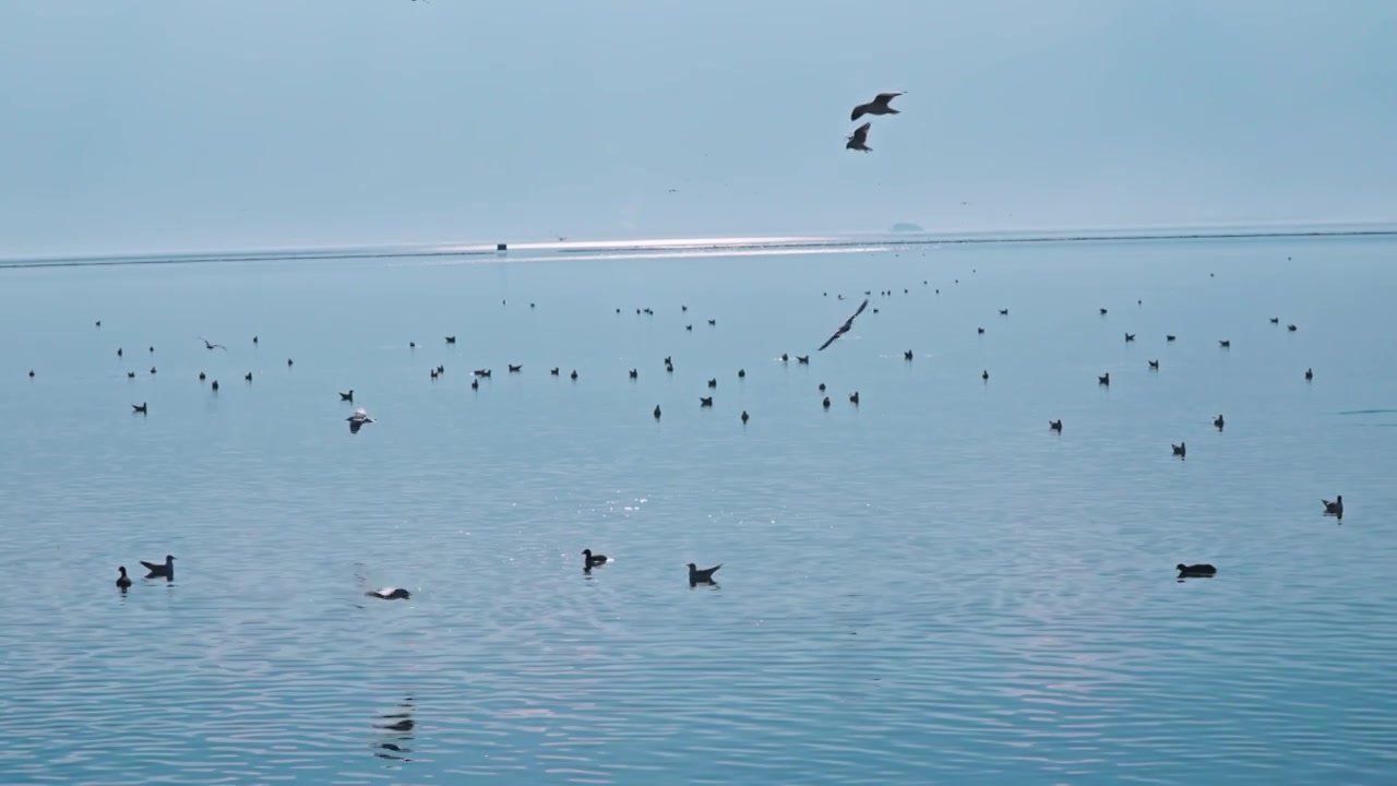 云南大理洱海海鸥视频素材