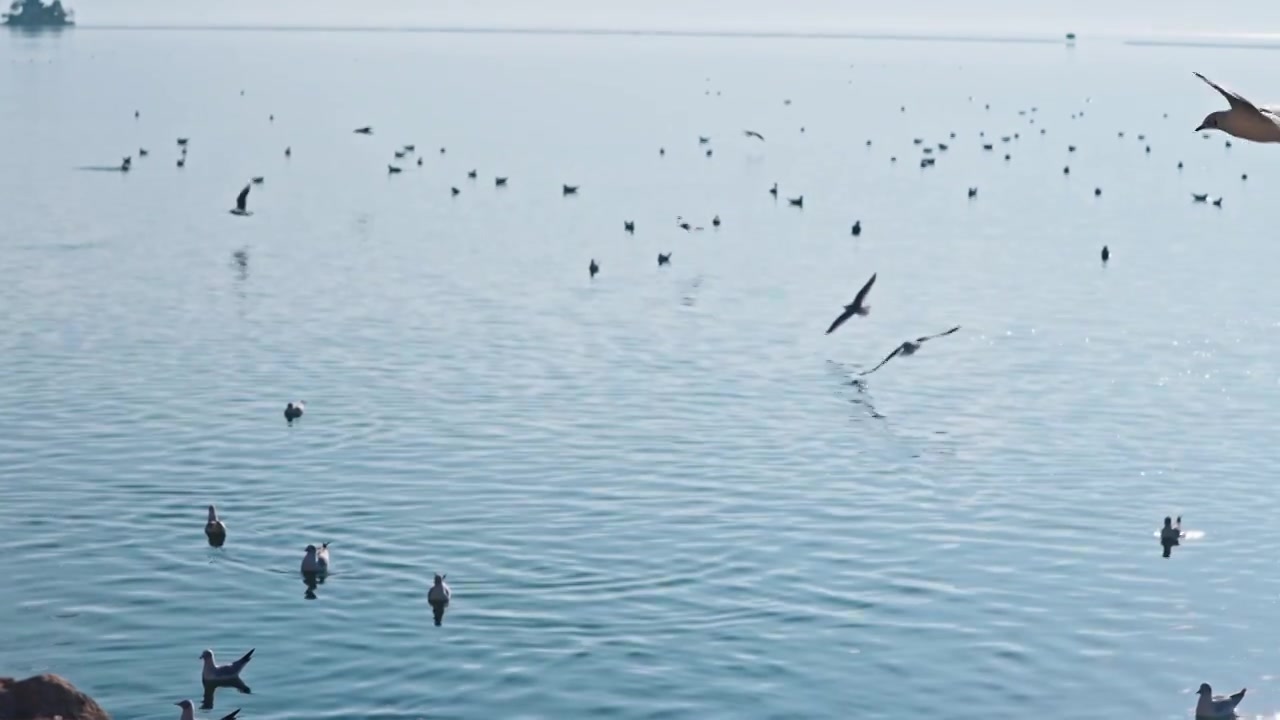 云南大理洱海海鸥视频素材