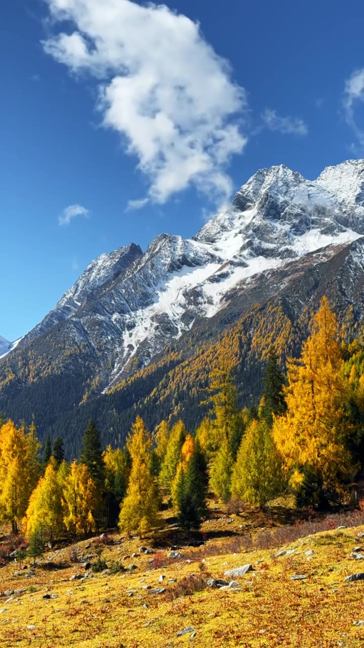 秋天 秋季 川西 雪山 森林 湖泊  蓝天 白云 延时摄影视频下载