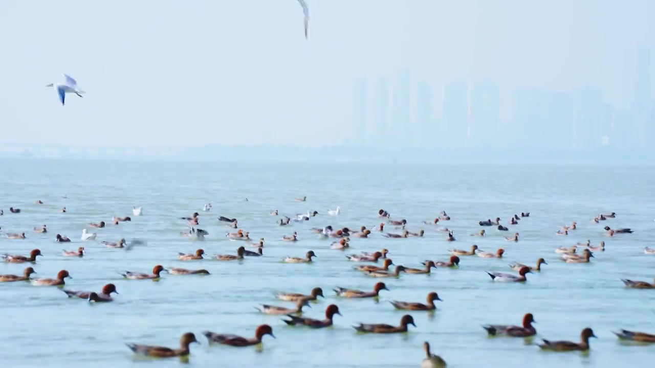 深圳湾公园的赤颈鸭在水里游泳视频素材