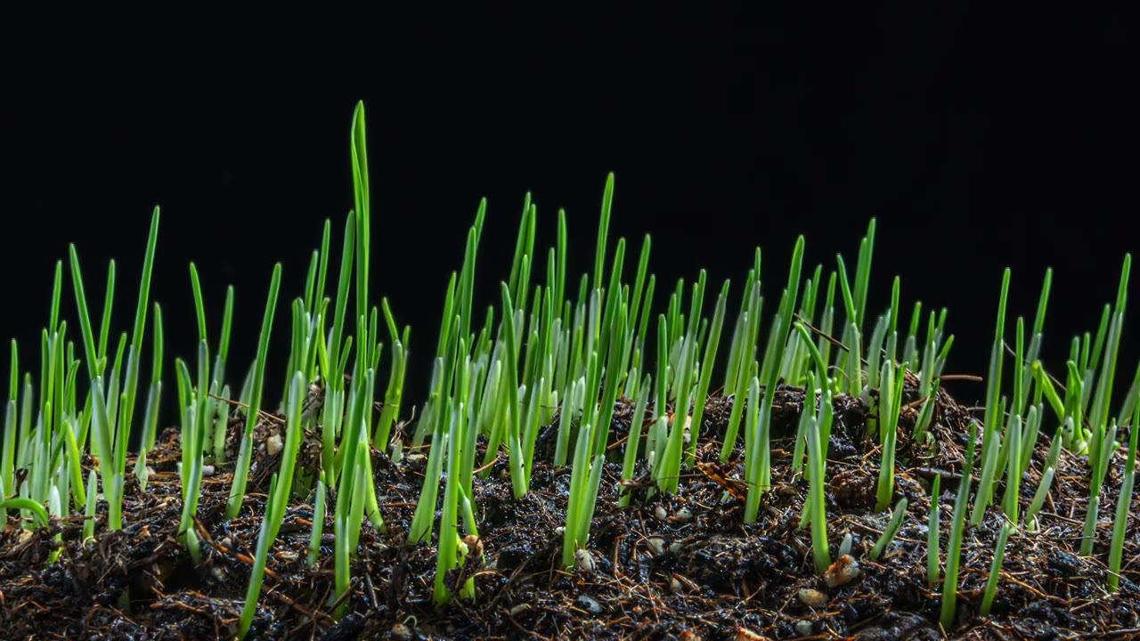 种子发芽植物生长延时视频素材