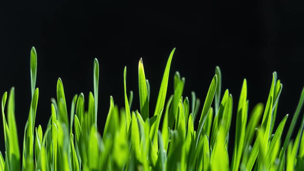 种子发芽植物生长延时视频素材