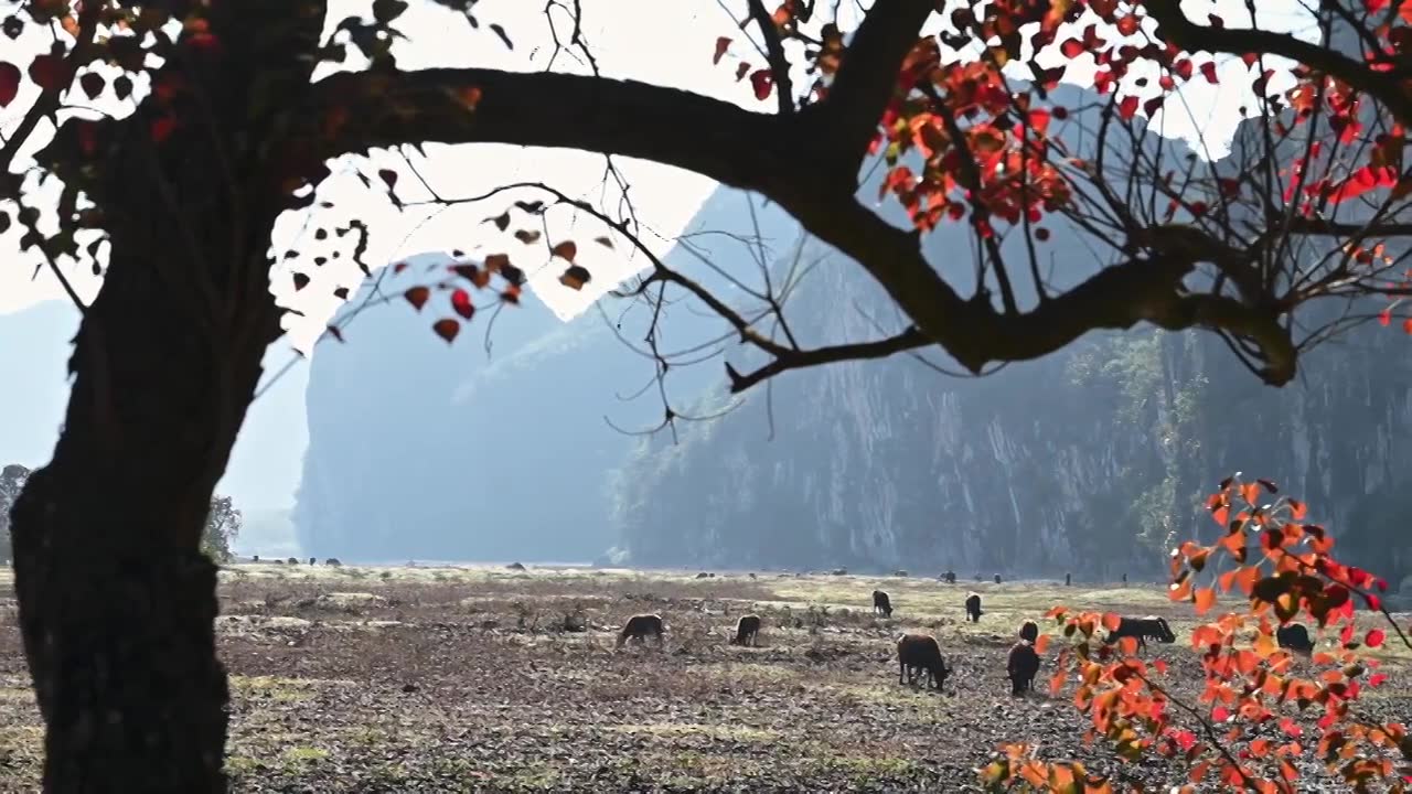 冬季阳光下桂林漓江河滩上红色的乌桕树和牛群视频素材