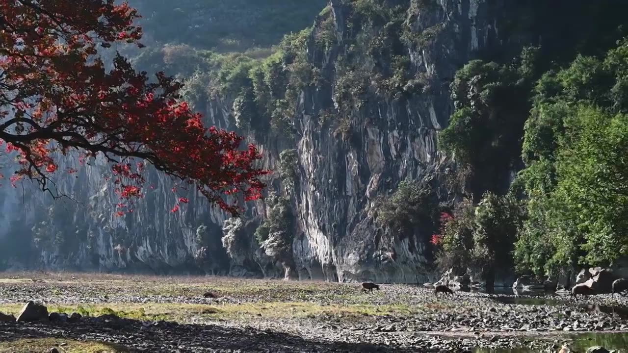 冬季阳光下桂林漓江河滩上红色的乌桕树和牛群视频素材