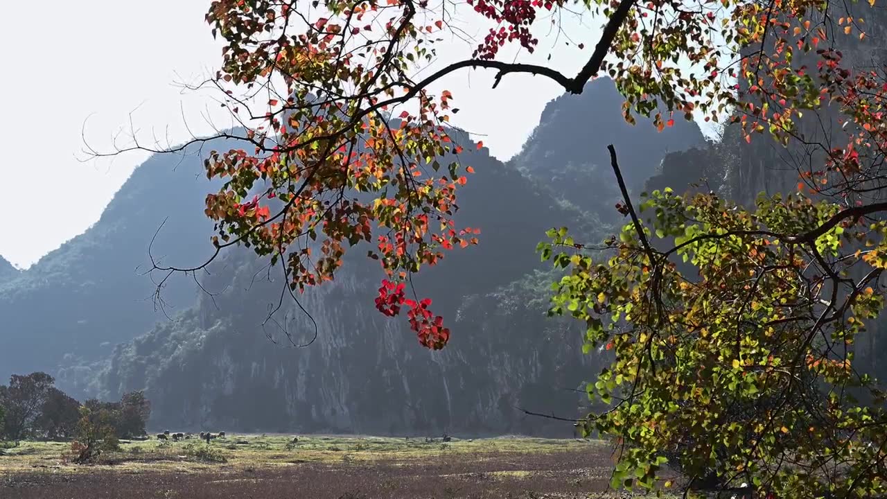 冬季阳光下桂林漓江边的山和河滩上红色的乌桕树视频素材