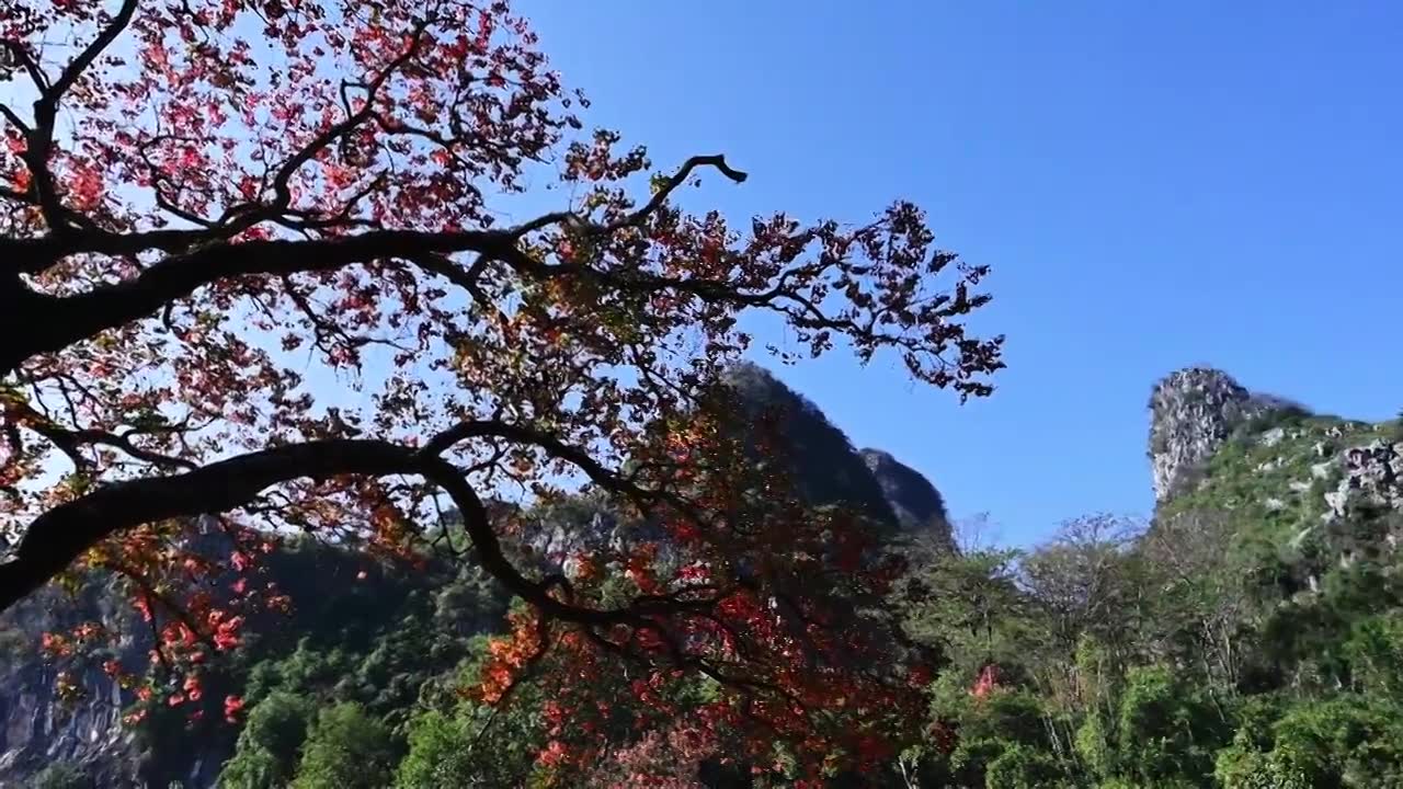 冬季阳光下桂林山边河滩上红色的乌桕树视频素材