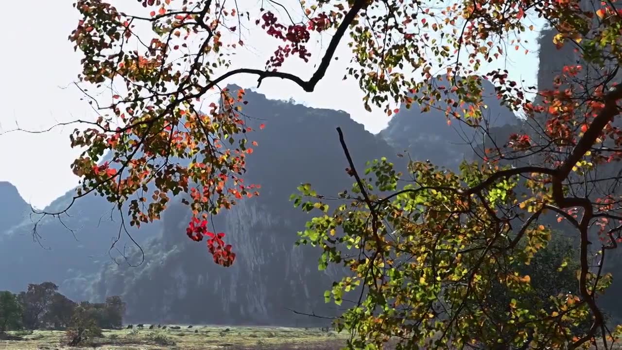 冬季阳光下桂林山边河滩上红色的乌桕树视频素材