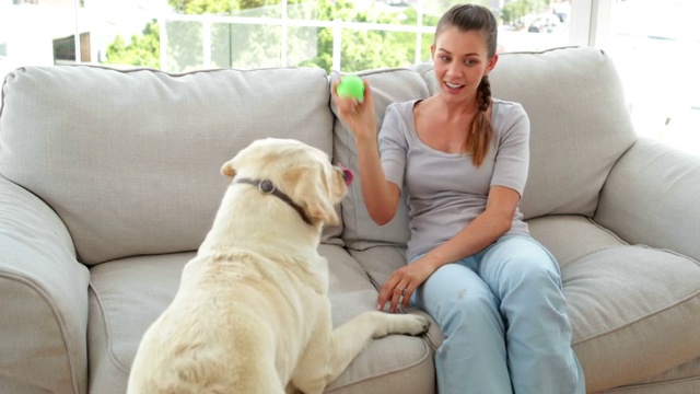 一个笑着的女人和她的拉布拉多犬在客厅的沙发上玩耍视频素材