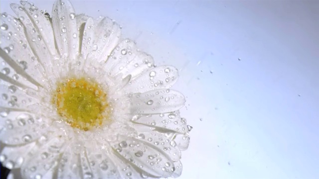 白色雏菊被水打湿特写视频素材