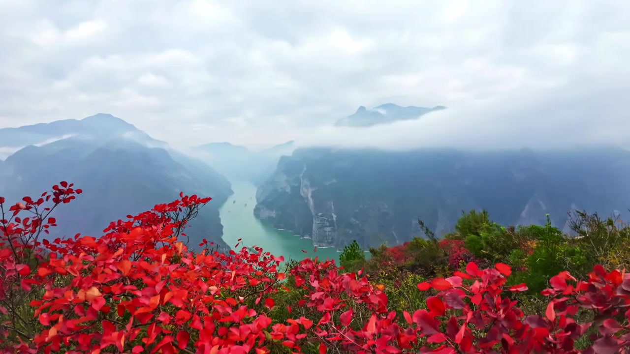 三峡红叶视频下载