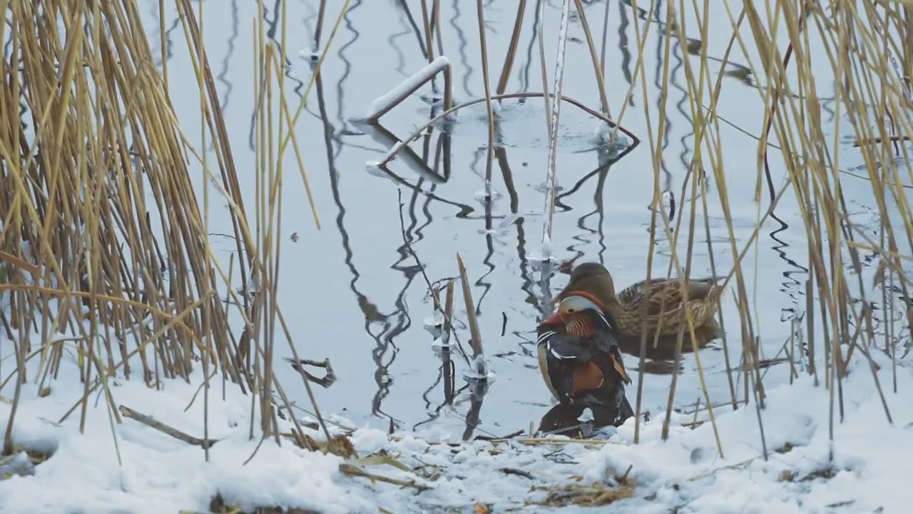 升格拍摄北京颐和园冬季雪景视频素材