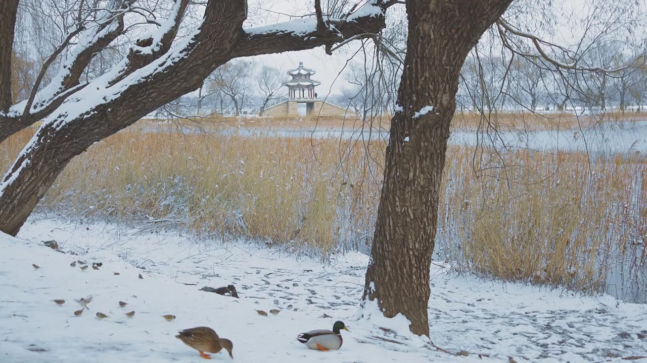 升格拍摄北京颐和园冬季雪景视频素材