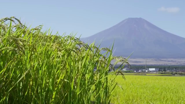 稻田后面的富士山视频素材