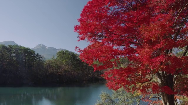 秋天的秋本湖视频素材