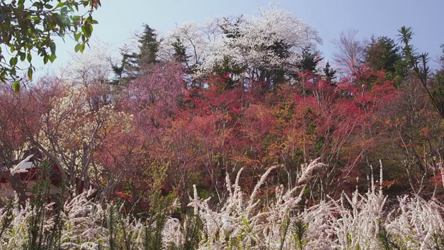 福岛花宫山公园视频素材