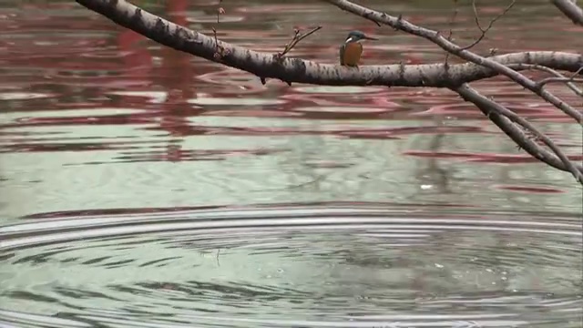 翠鸟栖息在樱桃树上视频素材